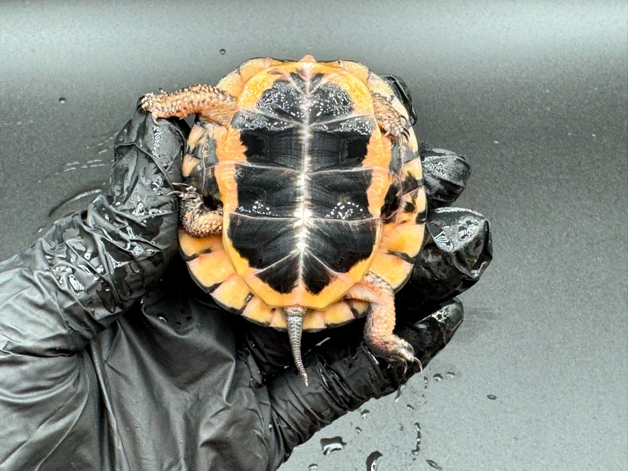 キボシイシガメ　Ｅ(4)