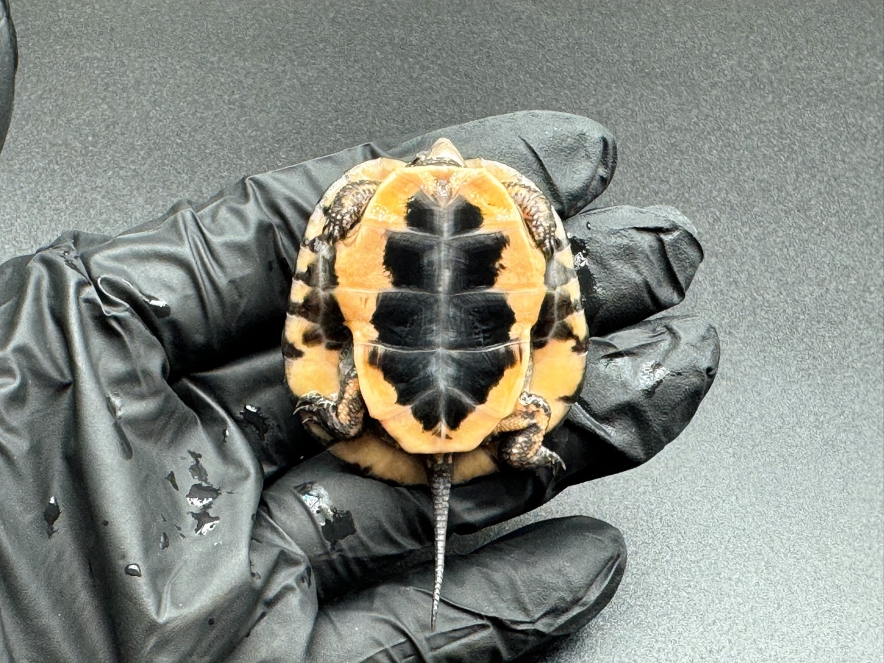 キボシイシガメ　Ｋ(4)