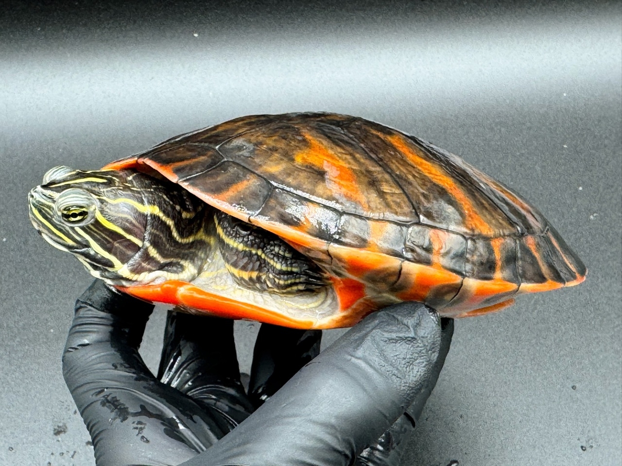 アバラマアカハラガメ(5)