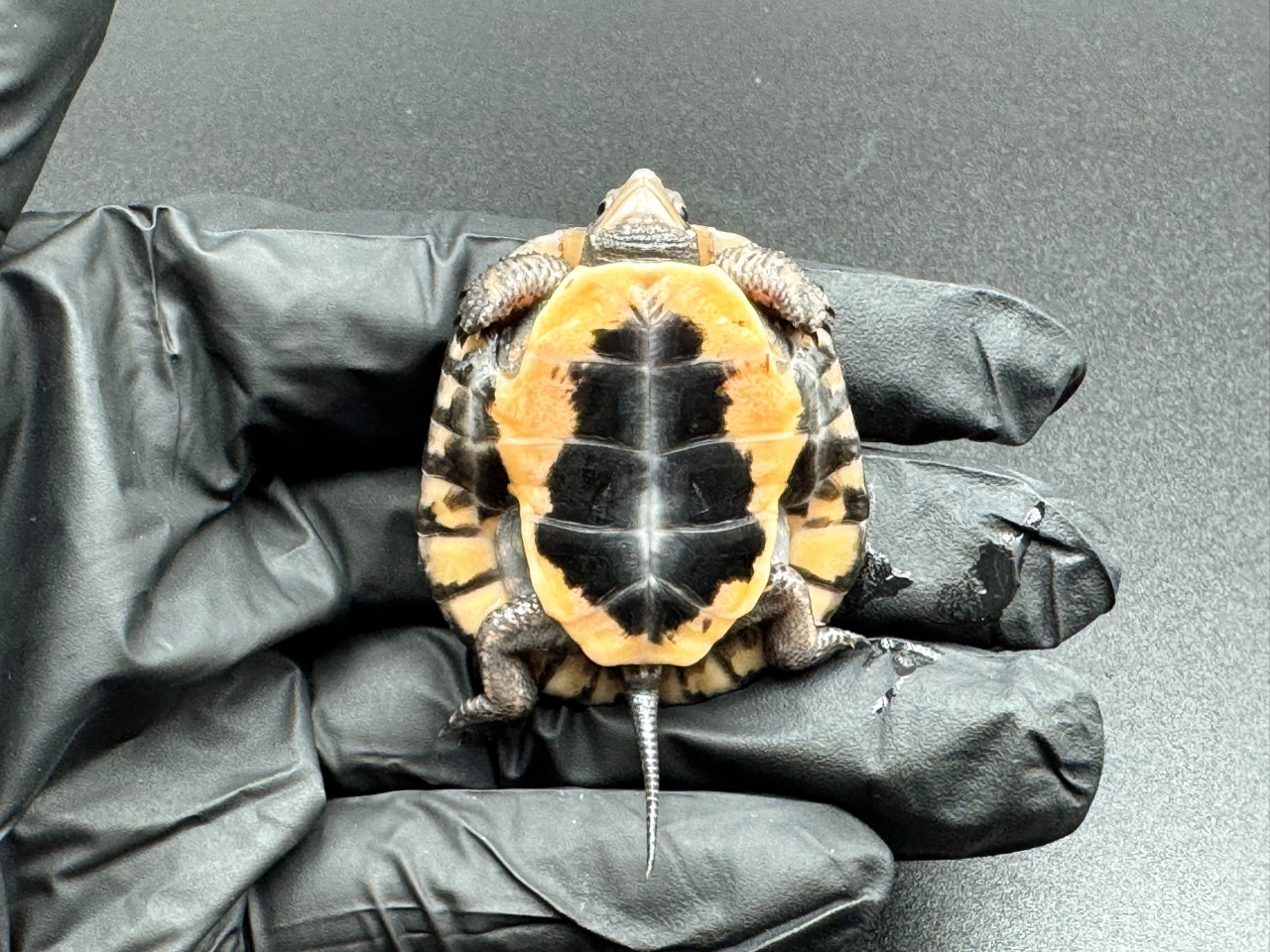 キボシイシガメ　Ｃ(4)