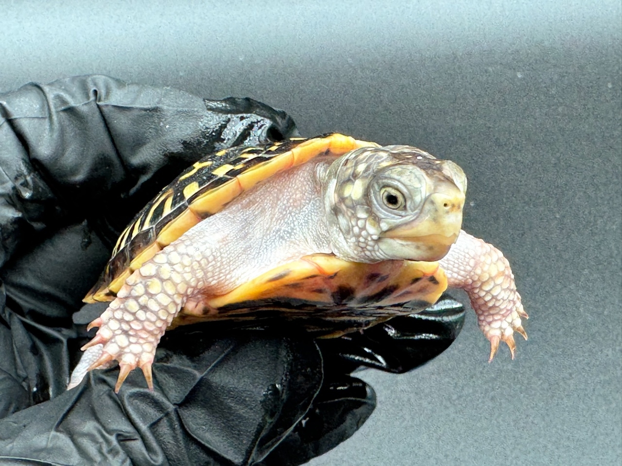 キタニシキハコガメ　Ｃ(3)