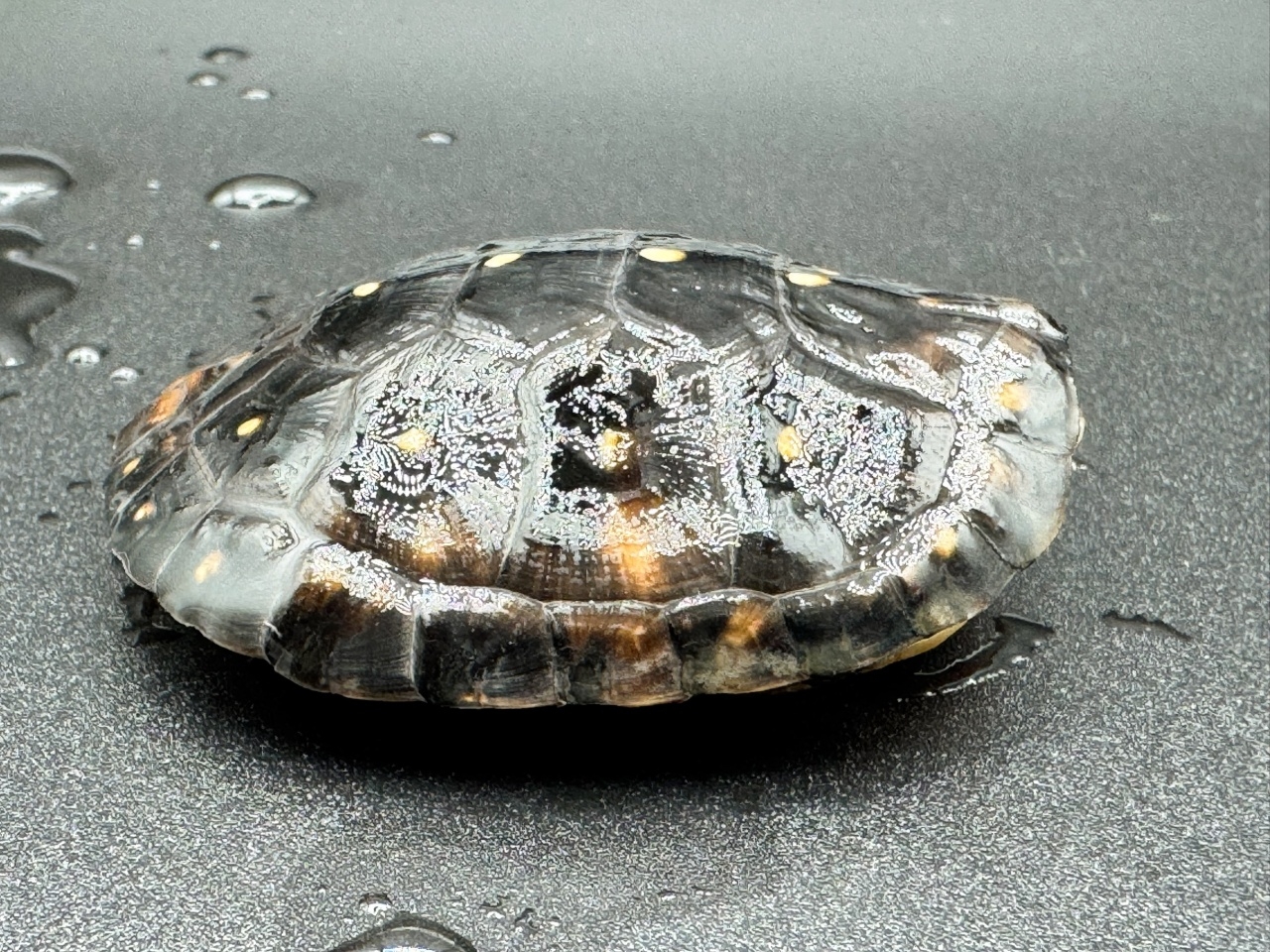 キボシイシガメ　Ａ(2)