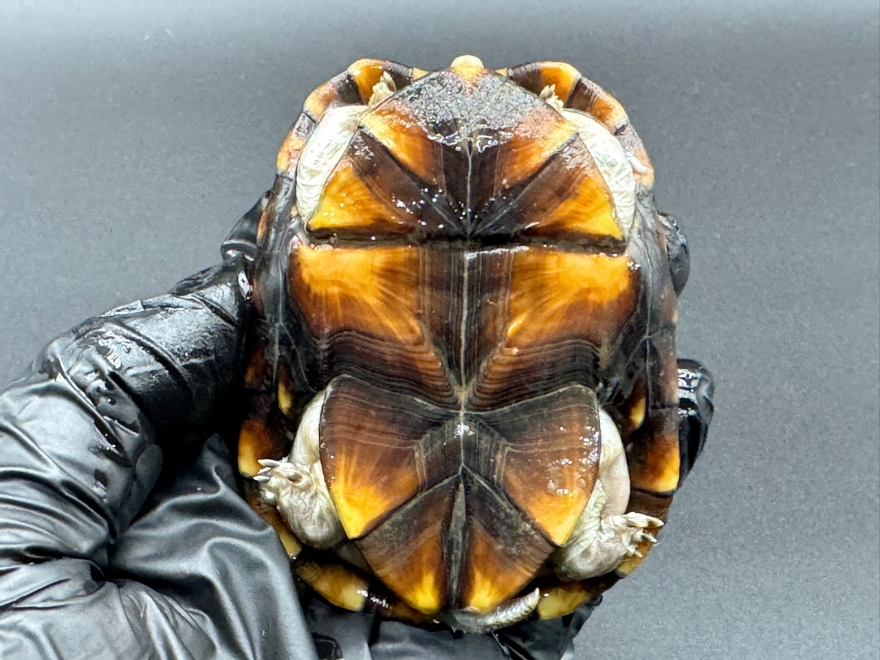 アラモスドロガメ　Ｃ(5)