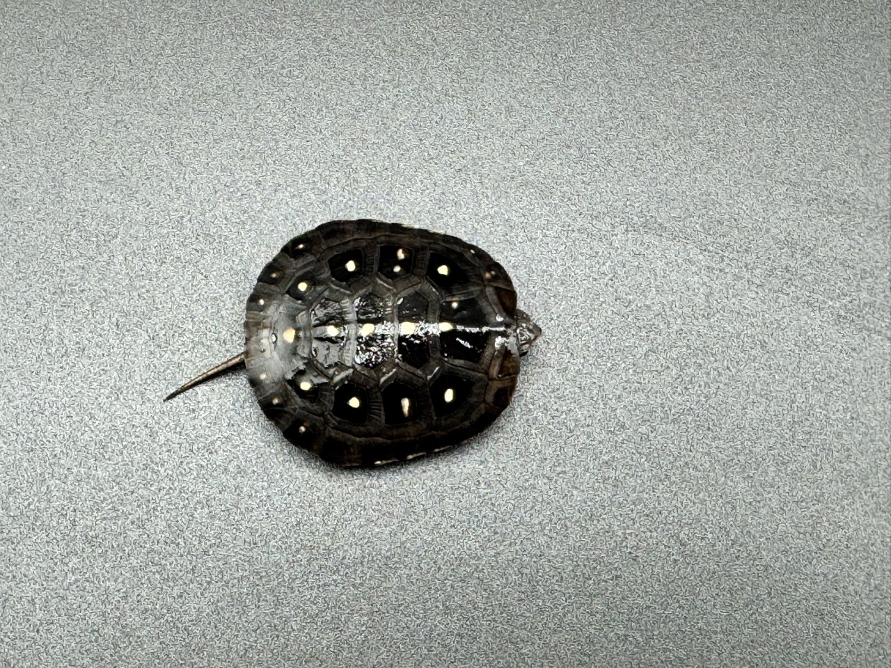 キボシイシガメ　Ａ(1)