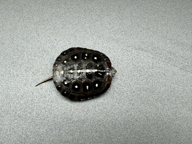 キボシイシガメ　Ａ