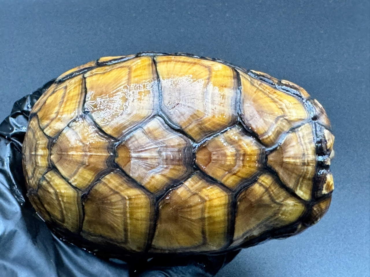 アラモスドロガメ　Ｅ(1)