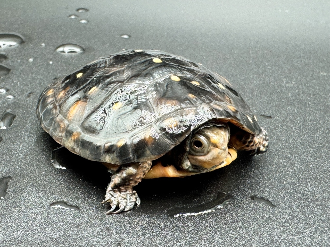 キボシイシガメ　Ａ(3)