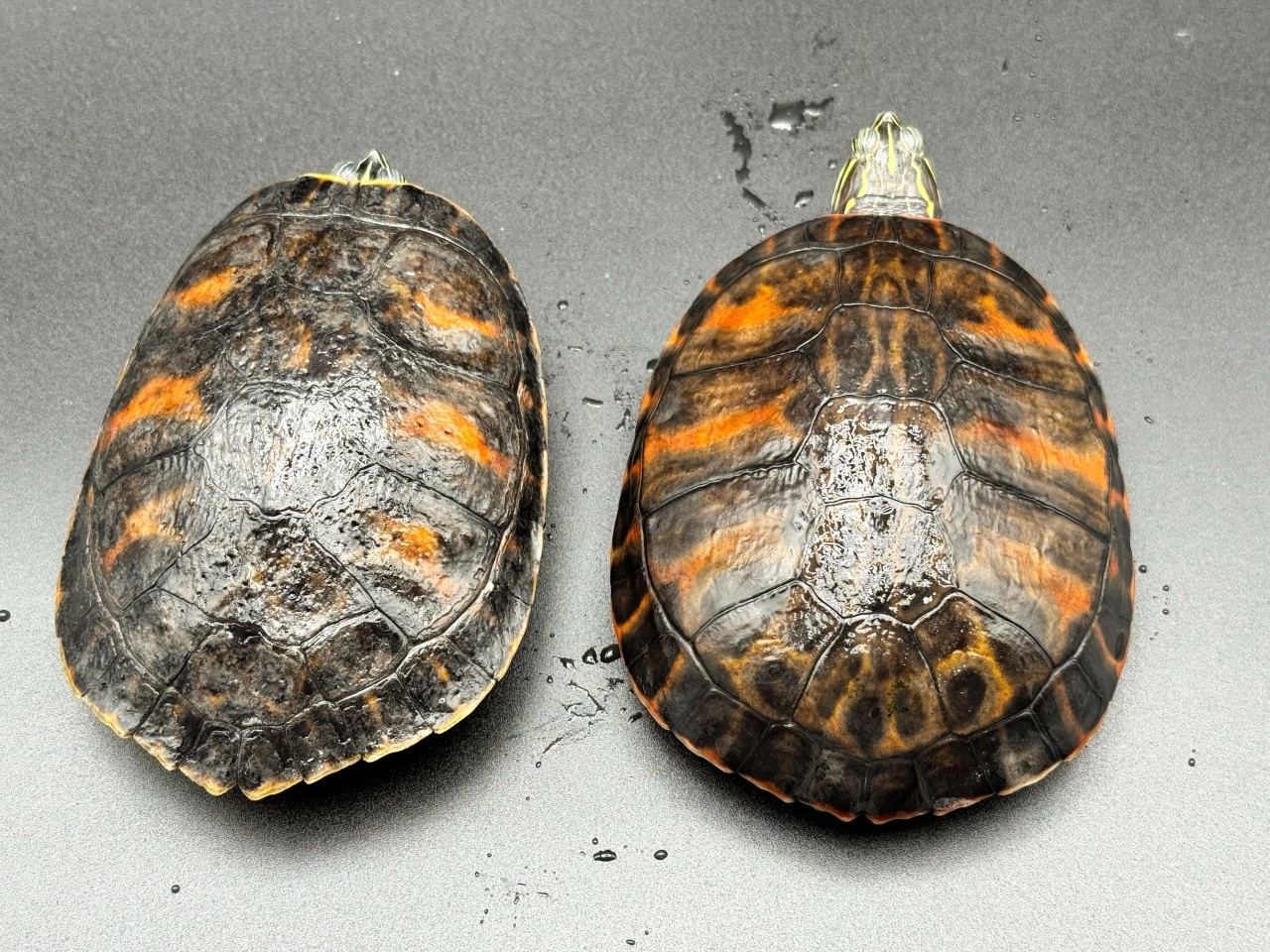 アバラマアカハラガメ(2)