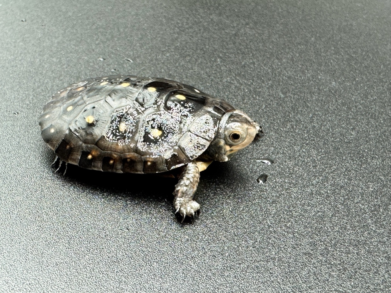 キボシイシガメ　Ｂ(3)