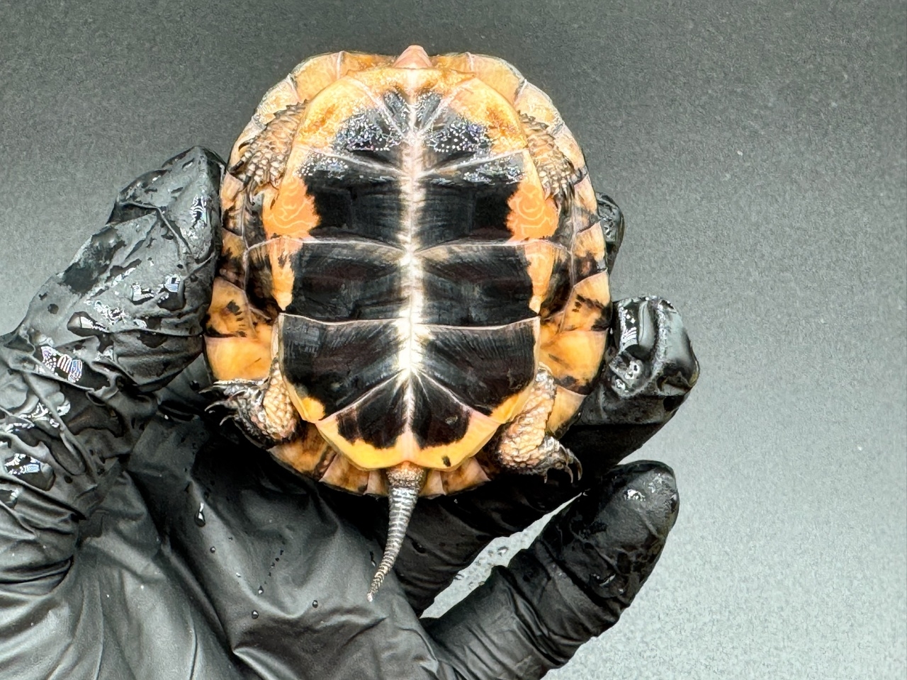 キボシイシガメ　Ｊ(4)