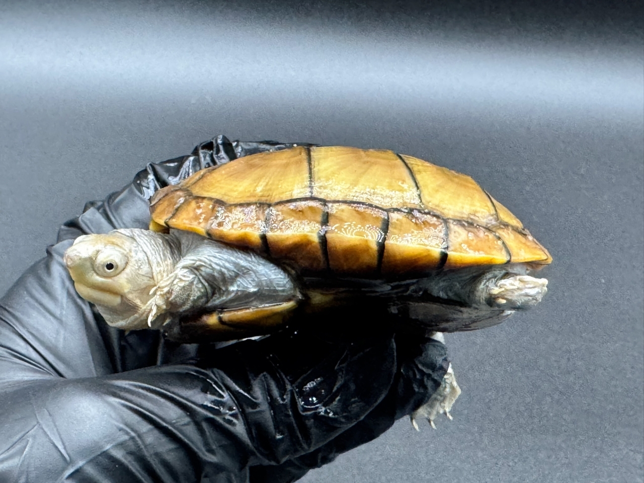 アラモスドロガメ　Ｂ(3)