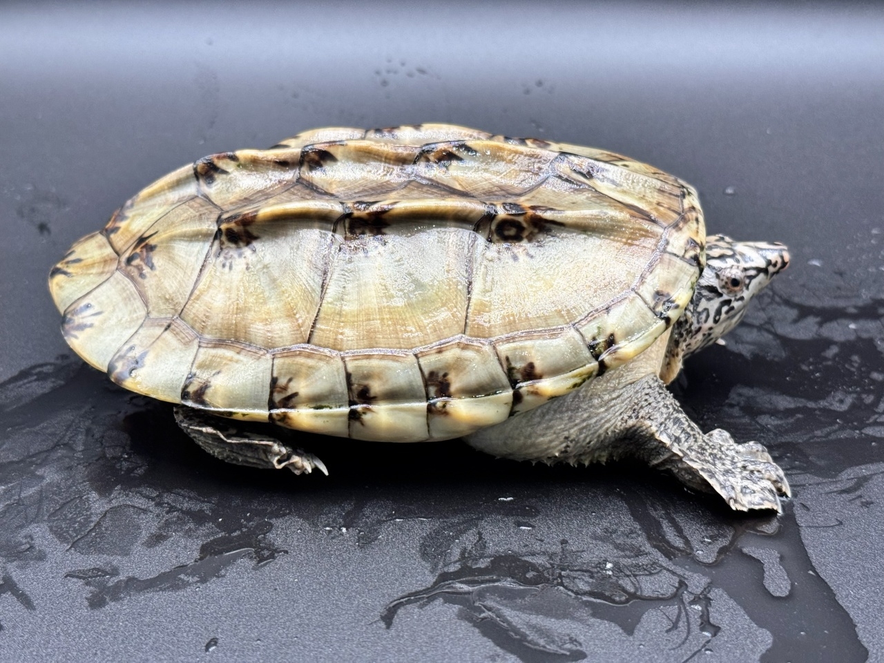 ジャイアントマスクタートル（ホワイトマーブル）　Ｂ(2)