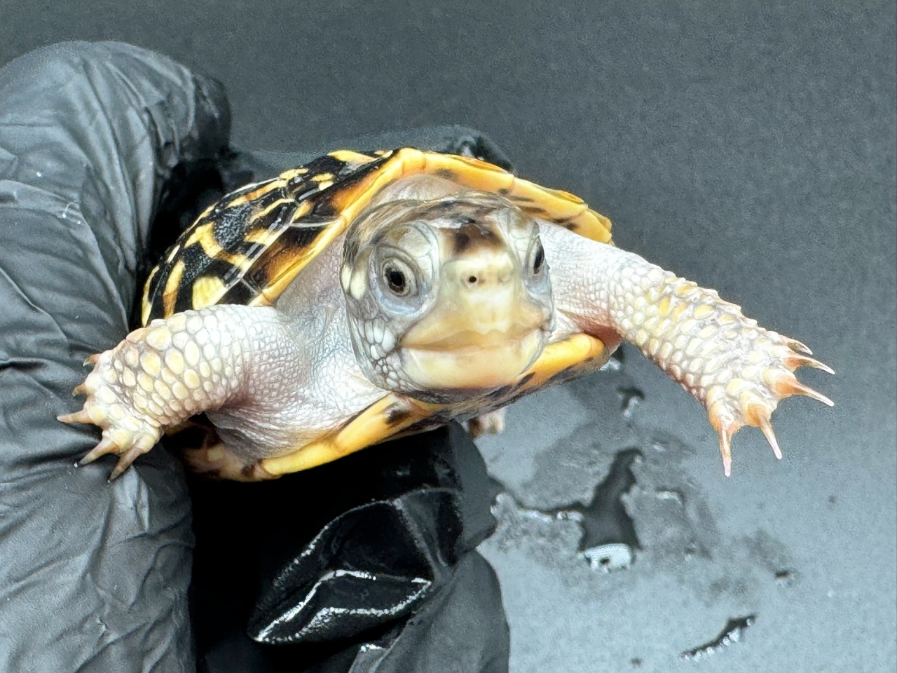 キタニシキハコガメ　Ａ(3)