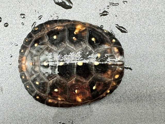 キボシイシガメ　Ａ