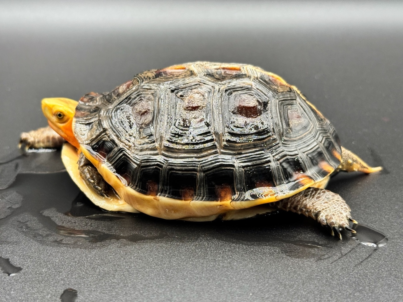 チュウゴクセマルハコガメ　Ａ(3)