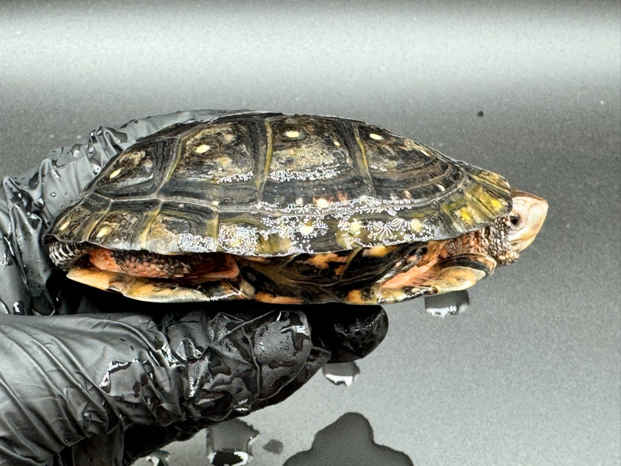 キボシイシガメ　Ｍ(2)