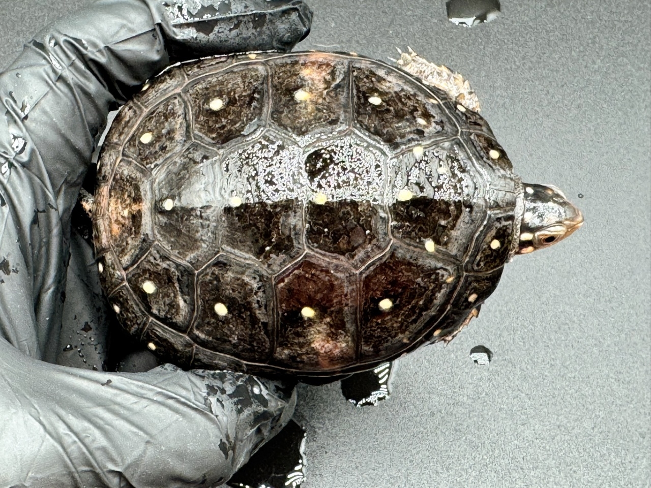 キボシイシガメ　Ｌ(1)