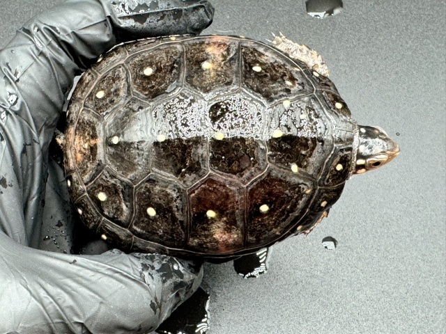 キボシイシガメ　Ｌ