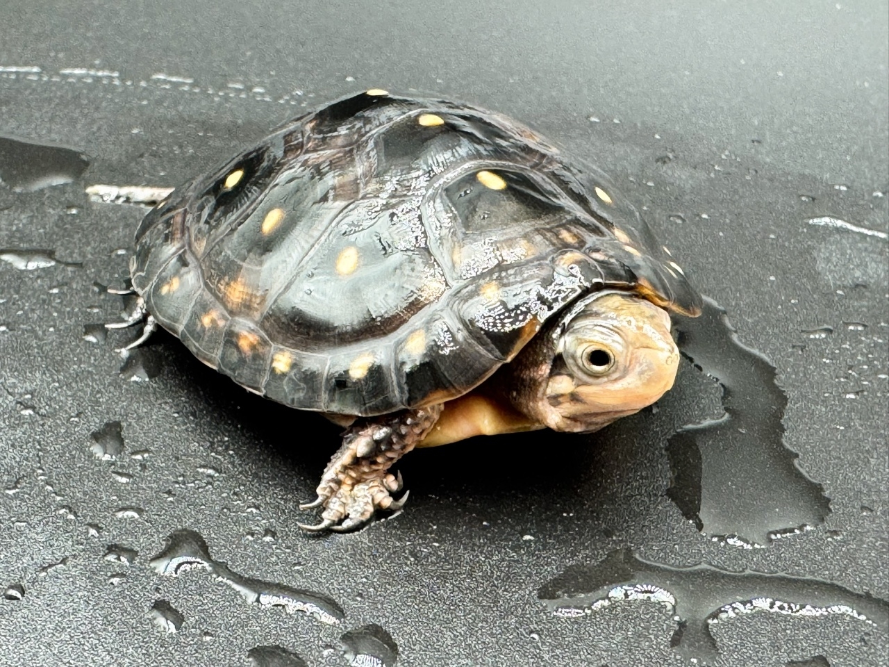 キボシイシガメ　Ｇ(3)