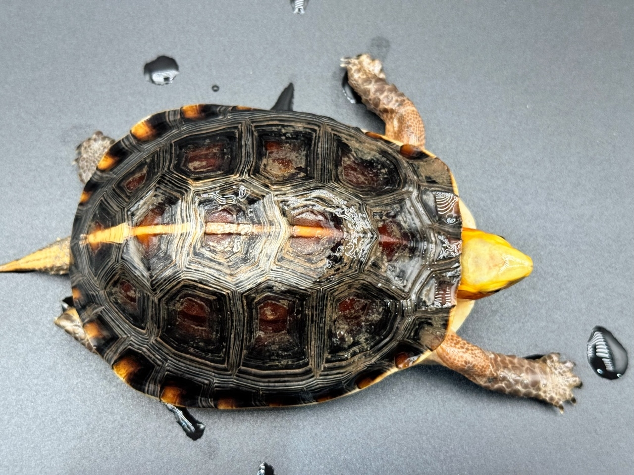 チュウゴクセマルハコガメ　Ａ(1)