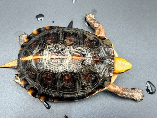 チュウゴクセマルハコガメ　Ａ