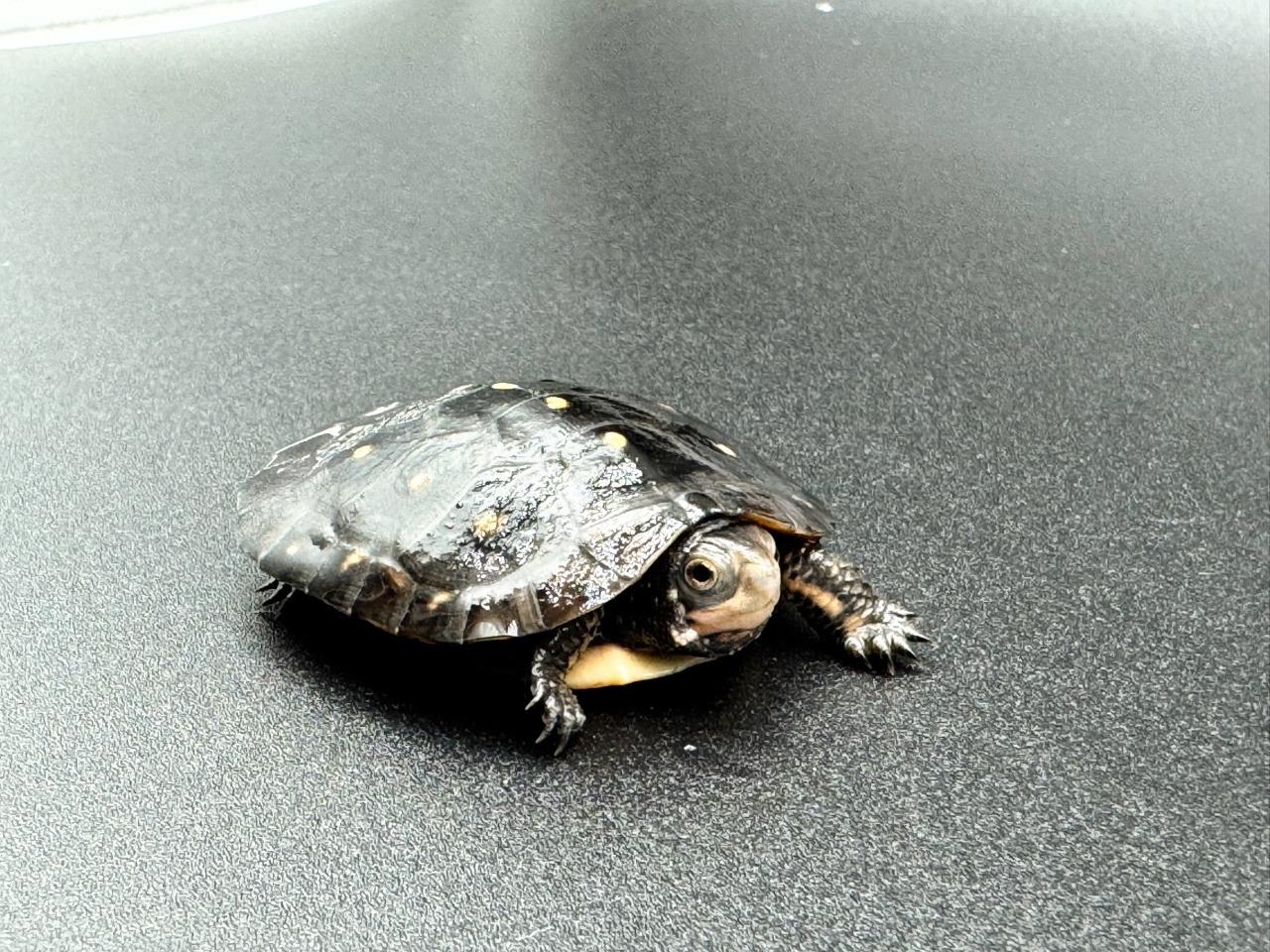 キボシイシガメ　Ｈ(3)