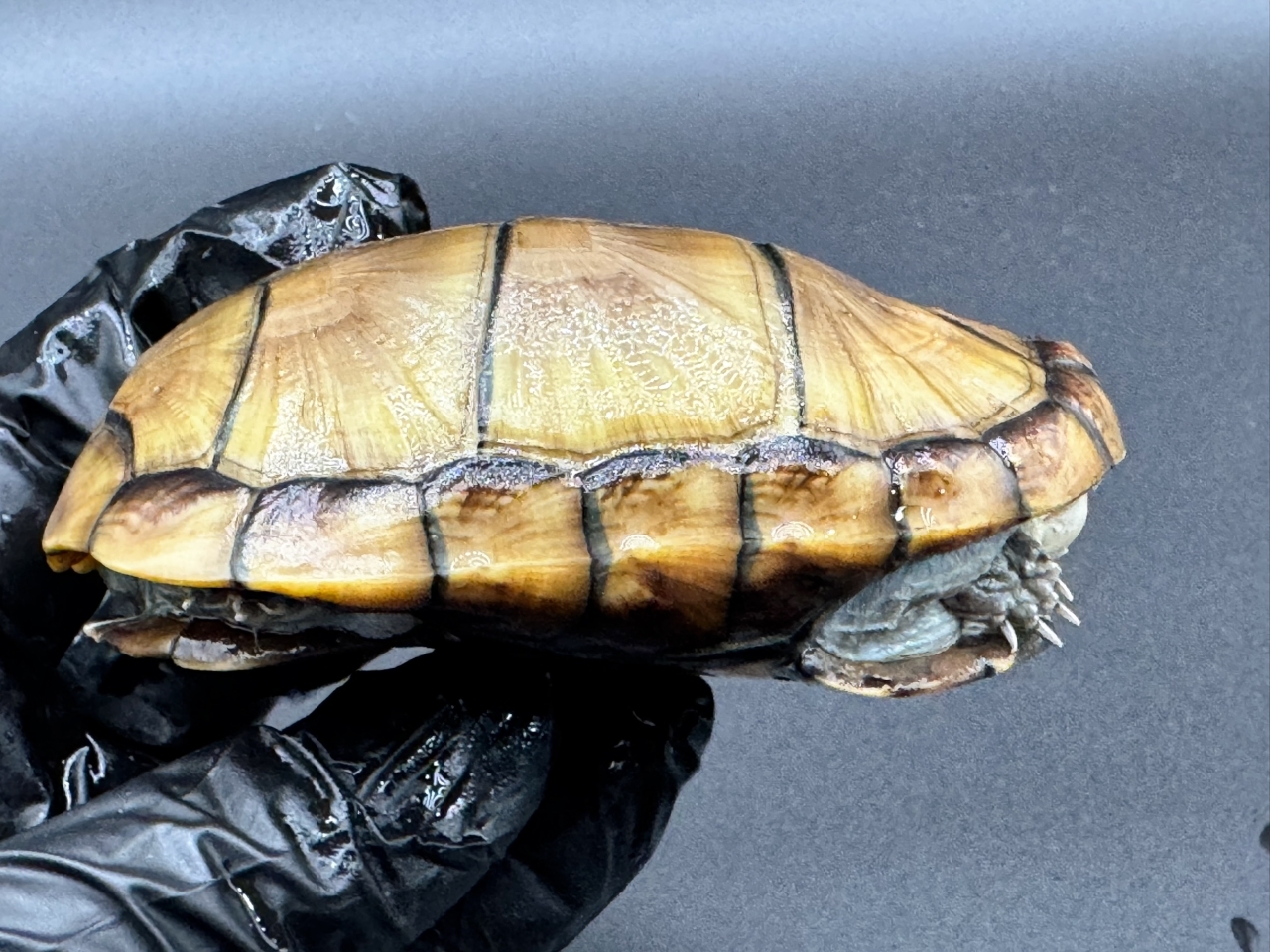 アラモスドロガメ　Ｄ(2)