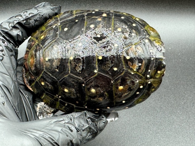 キボシイシガメ　Ｎ