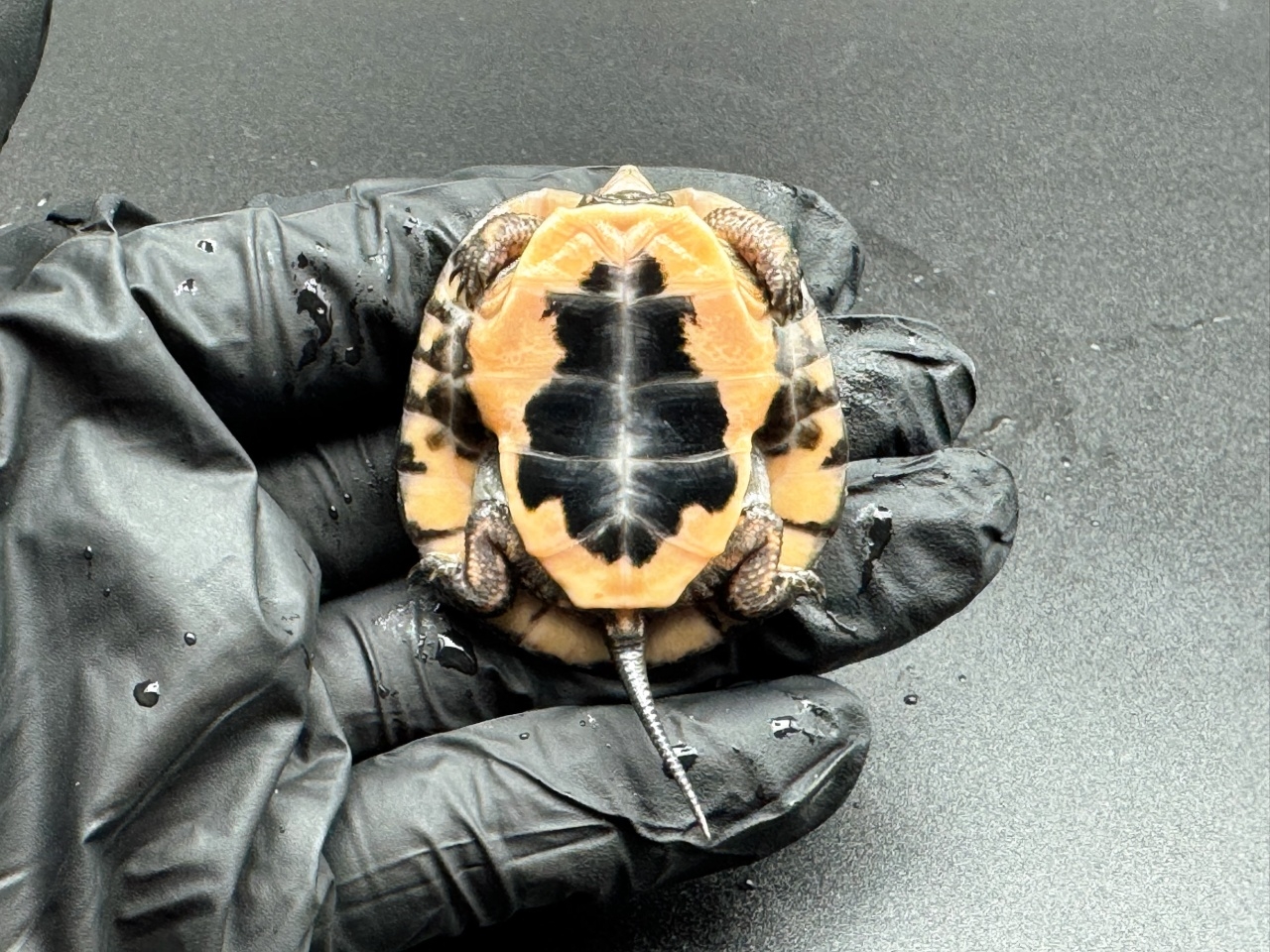 キボシイシガメ　Ｇ(4)