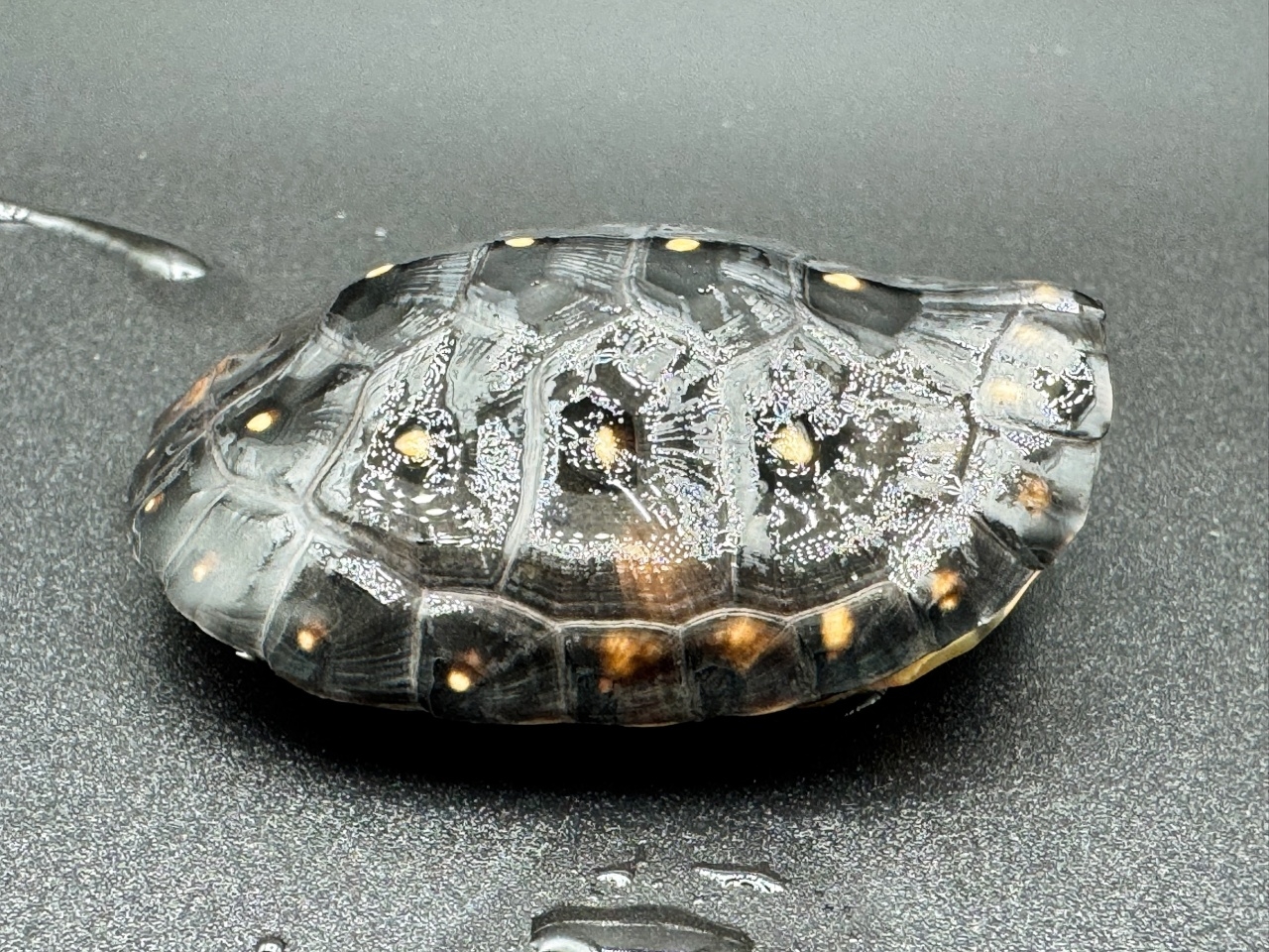 キボシイシガメ　Ｄ(2)