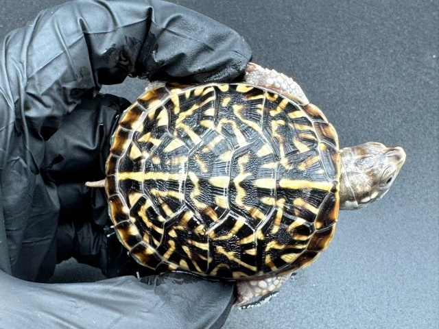 キタニシキハコガメ　Ａ