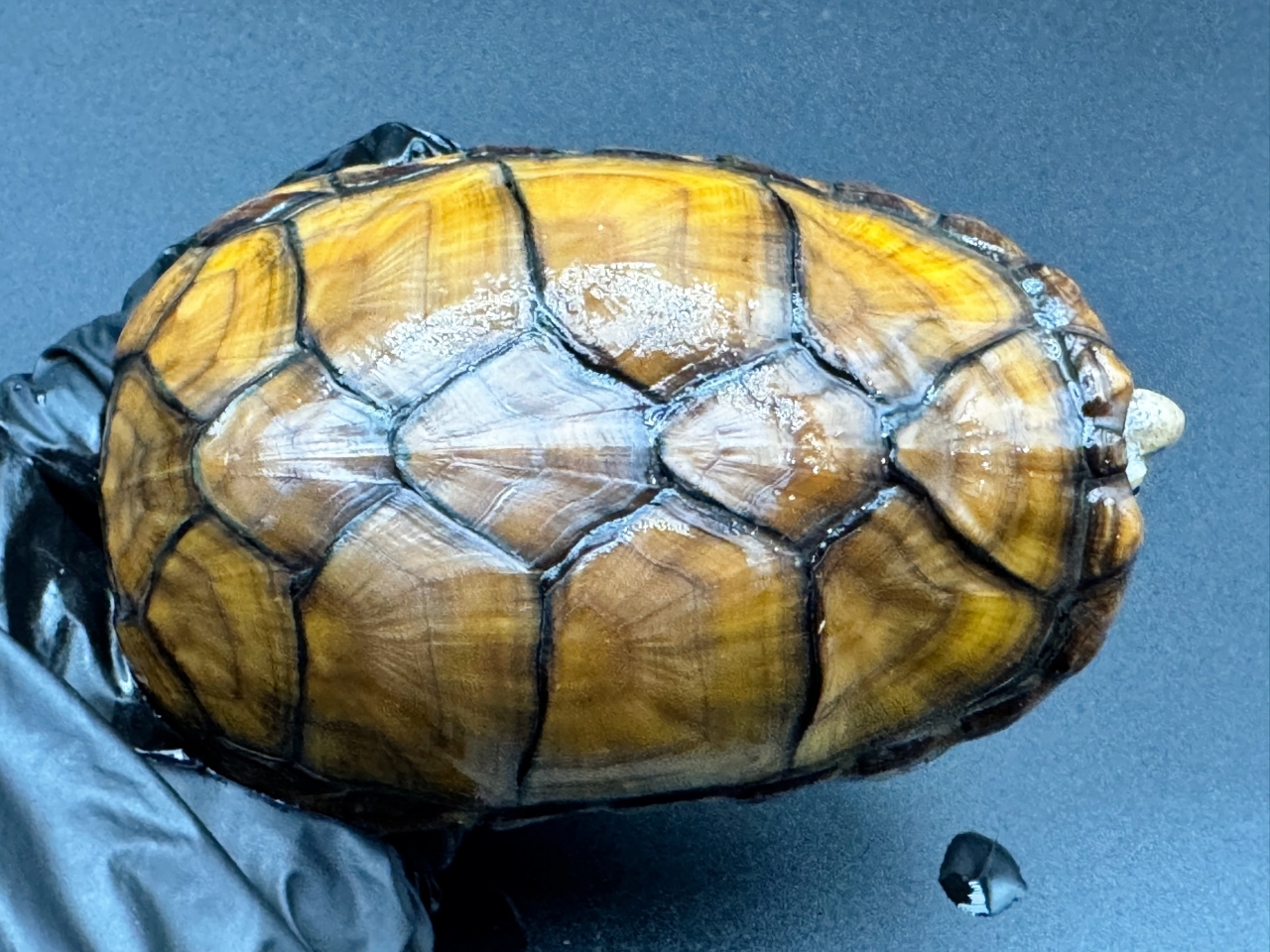 アラモスドロガメ　Ｆ(1)