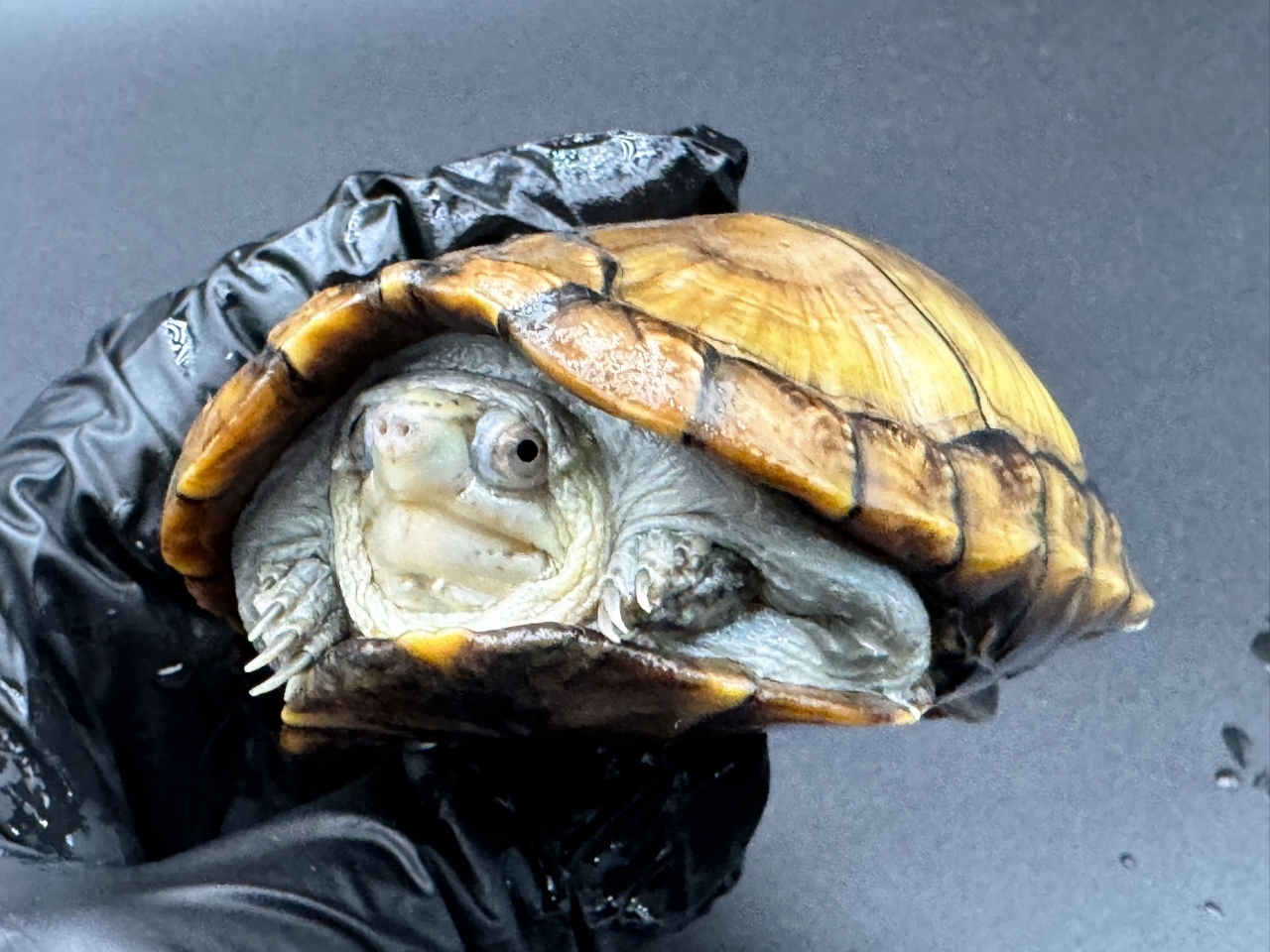 アラモスドロガメ　Ｄ(4)