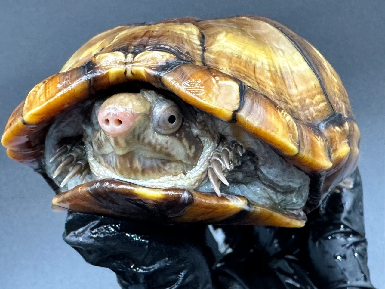 アラモスドロガメ　Ｈ(4)