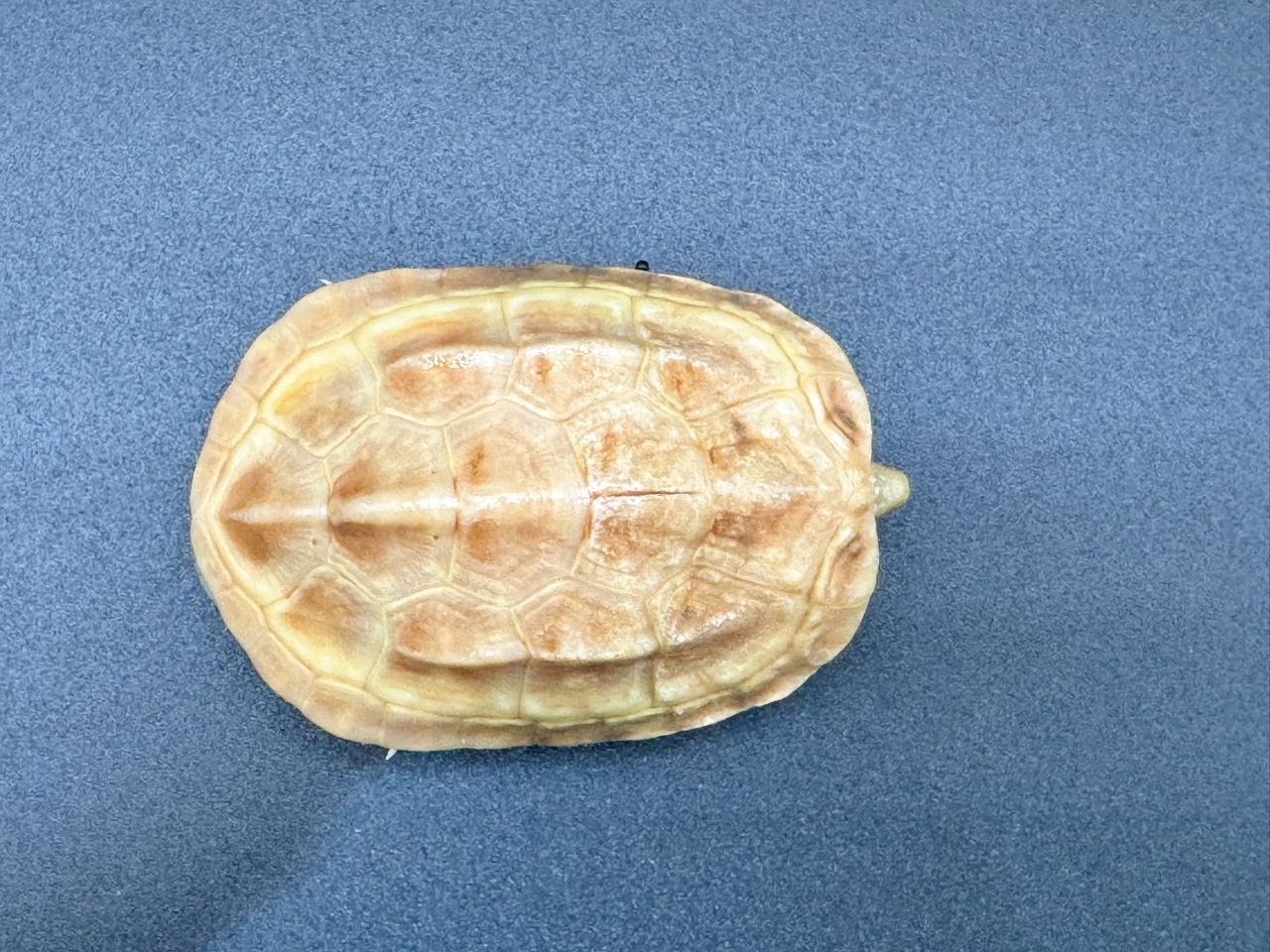 クサガメ（T+アルビノ）　Ａ(1)