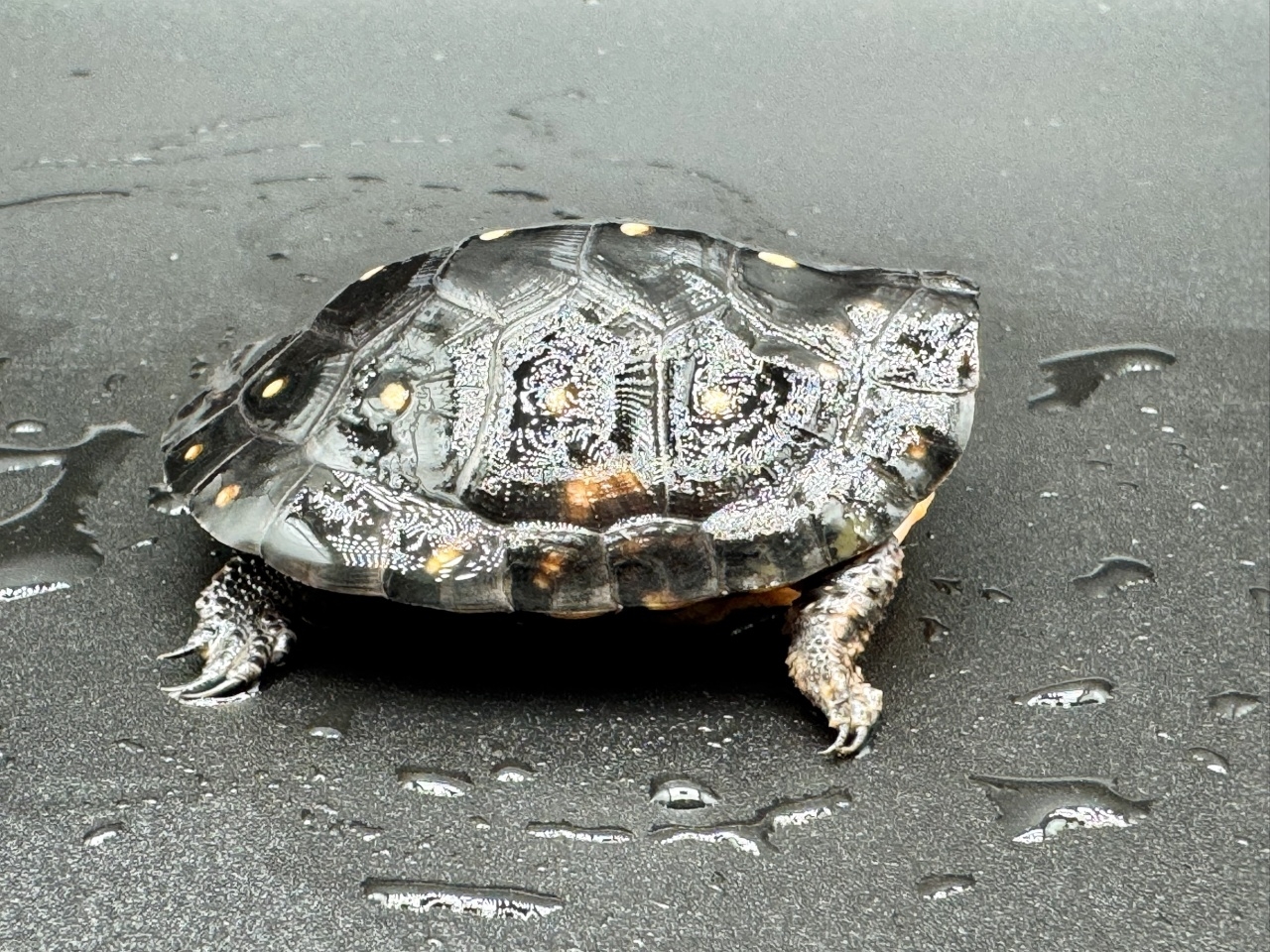 キボシイシガメ　Ｅ(2)