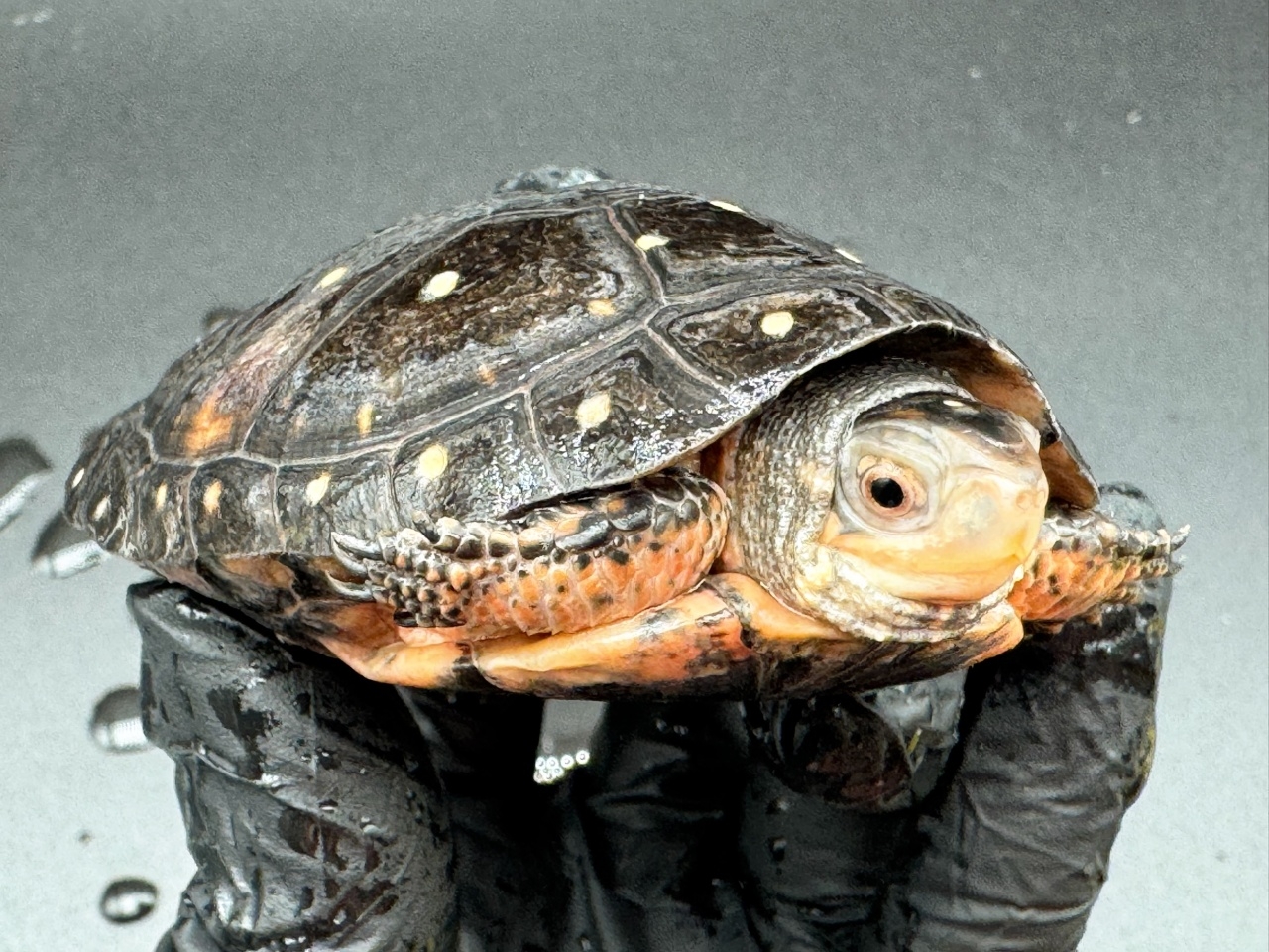 キボシイシガメ　Ｌ(3)