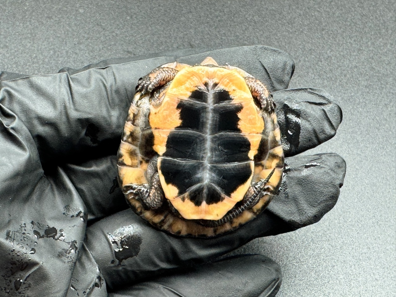 キボシイシガメ　Ｊ(4)