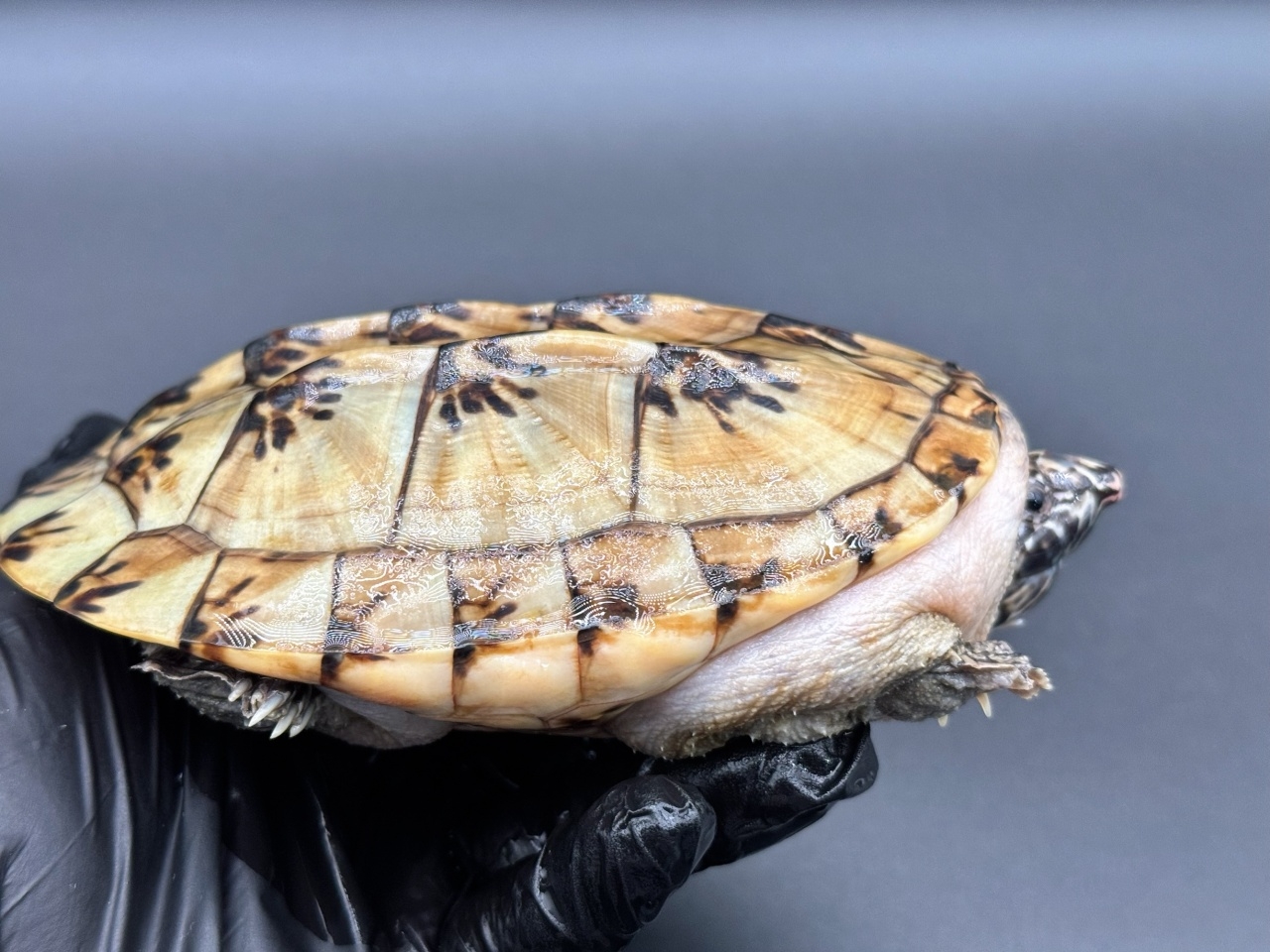 ジャイアントマスクタートル（ホワイトマーブル）　Ａ(2)