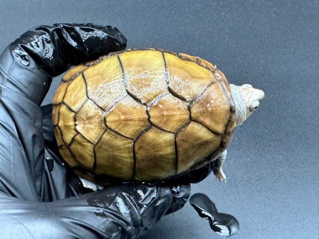 アラモスドロガメ　Ｂ