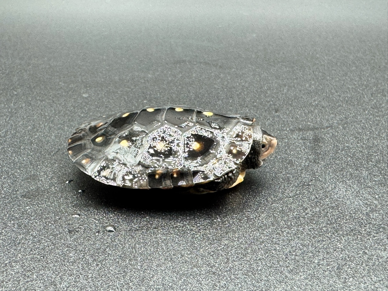 キボシイシガメ　Ｊ(2)