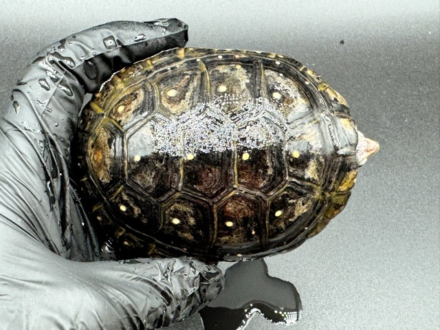 キボシイシガメ　Ｍ