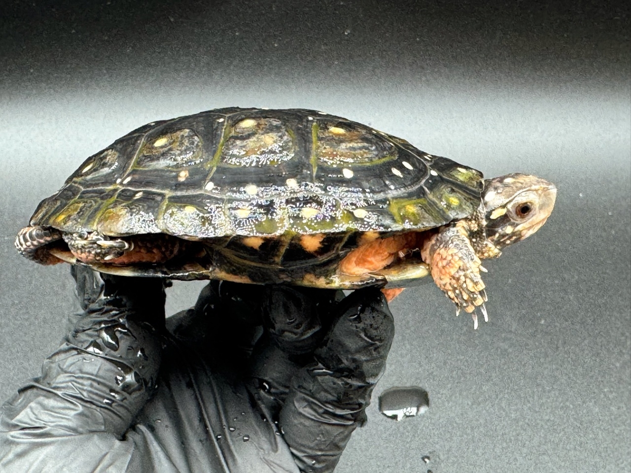 キボシイシガメ　Ｎ(2)