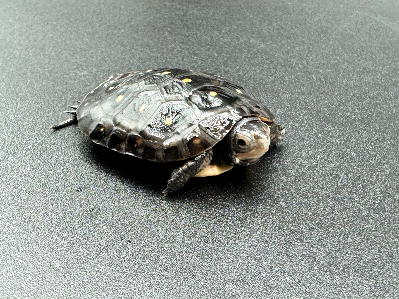 キボシイシガメ　Ｃ(3)