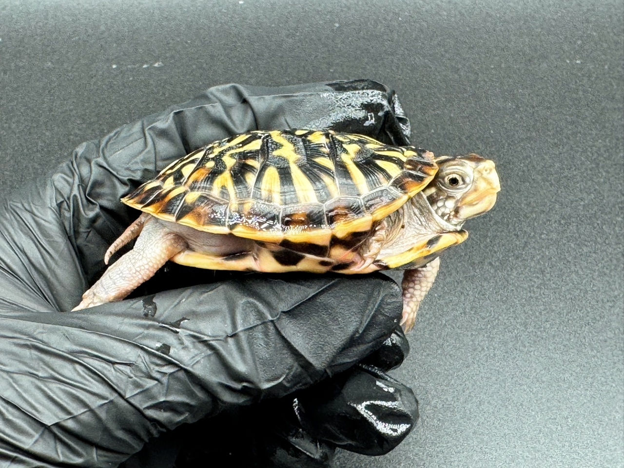 キタニシキハコガメ　Ｂ(2)