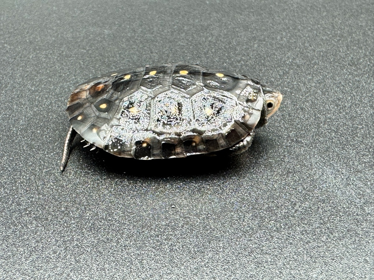 キボシイシガメ　Ｃ(2)