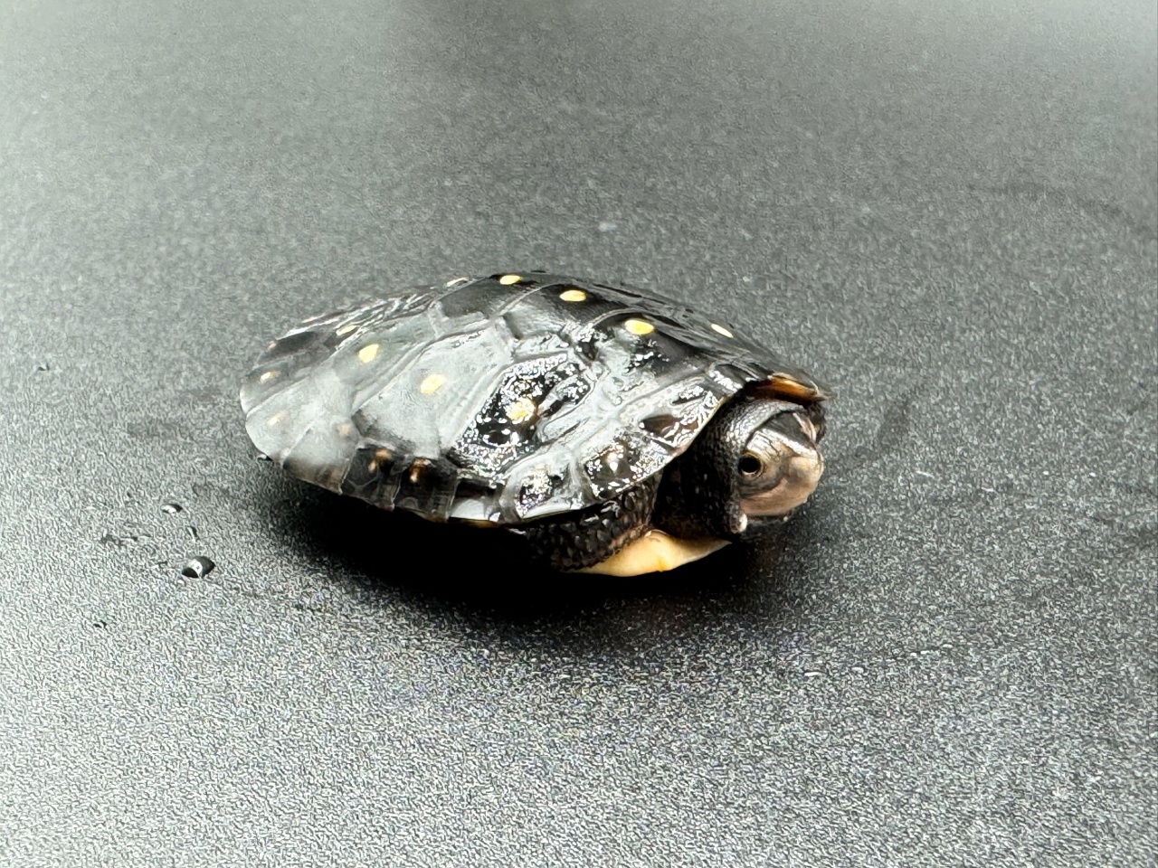 キボシイシガメ　Ｊ(3)