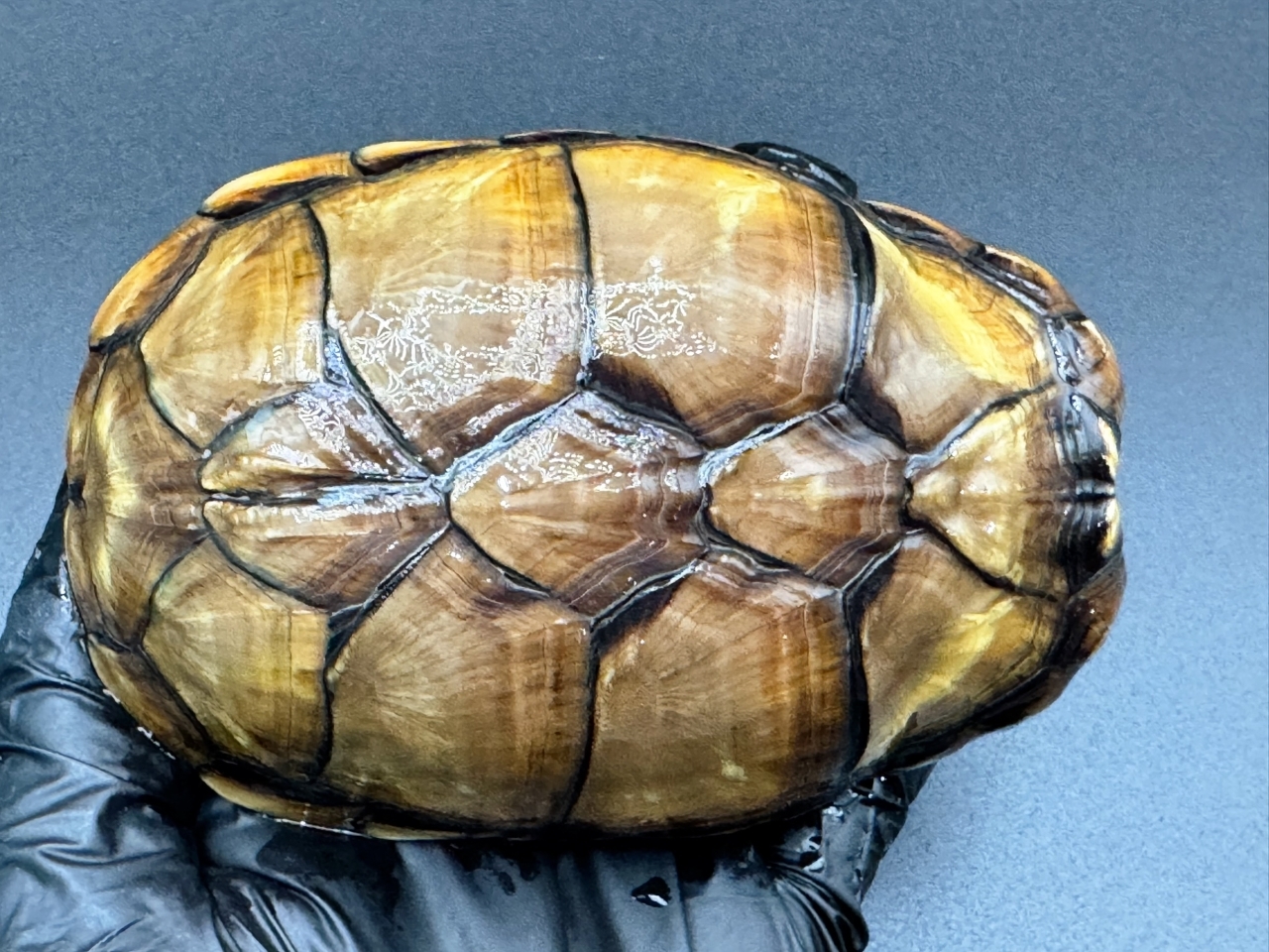 アラモスドロガメ　Ｈ(1)