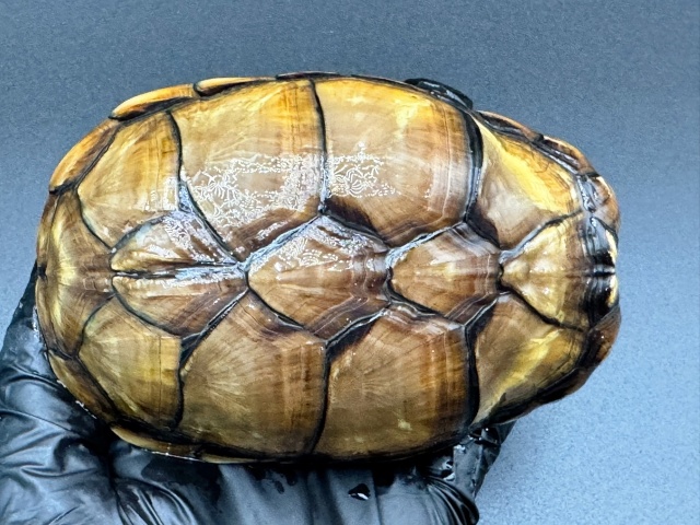 アラモスドロガメ　Ｈ