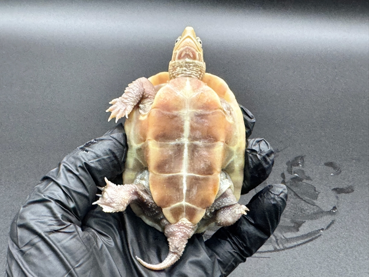 クサガメ（T+アルビノ）　Ｂ(5)